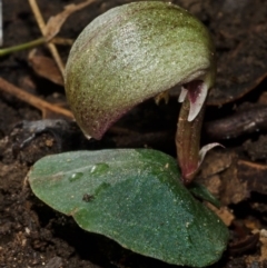 Corybas aconitiflorus at Yerriyong, NSW - 21 Apr 2012