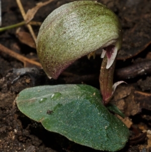 Corybas aconitiflorus at Yerriyong, NSW - 21 Apr 2012