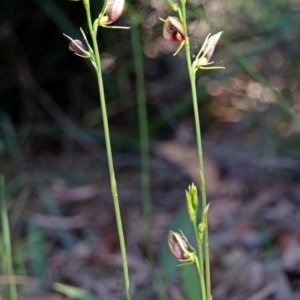 Cryptostylis erecta at Sanctuary Point, NSW - suppressed