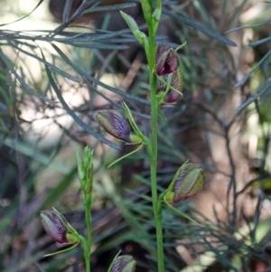 Cryptostylis erecta at Sanctuary Point, NSW - suppressed