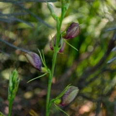 Cryptostylis erecta at Sanctuary Point, NSW - suppressed