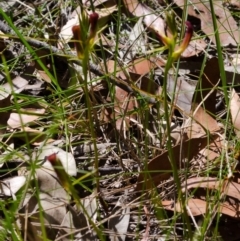 Cryptostylis hunteriana (Leafless Tongue Orchid) at Vincentia, NSW - 10 Dec 2014 by AlanS