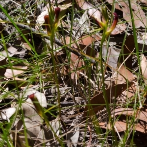 Cryptostylis hunteriana at Vincentia, NSW - 11 Dec 2014