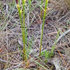 Cryptostylis hunteriana (Leafless Tongue Orchid) at Jervis Bay National Park - 5 Dec 2014 by AlanS