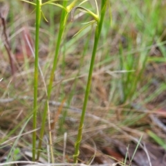 Cryptostylis hunteriana at Vincentia, NSW - suppressed