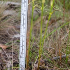 Cryptostylis hunteriana at Vincentia, NSW - 6 Dec 2014