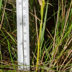 Cryptostylis hunteriana at Vincentia, NSW - suppressed