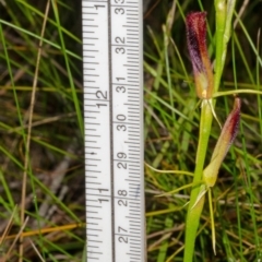 Cryptostylis hunteriana at Vincentia, NSW - 6 Dec 2014