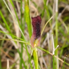 Cryptostylis hunteriana (Leafless Tongue Orchid) at Jervis Bay National Park - 13 Dec 2015 by AlanS