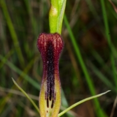 Cryptostylis hunteriana (Leafless Tongue Orchid) at Jervis Bay National Park - 20 Nov 2014 by AlanS