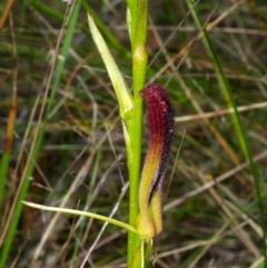 Cryptostylis hunteriana at Vincentia, NSW - suppressed