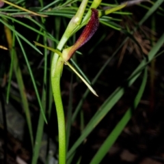 Cryptostylis hunteriana (Leafless Tongue Orchid) at Tomerong, NSW - 2 Dec 2014 by AlanS