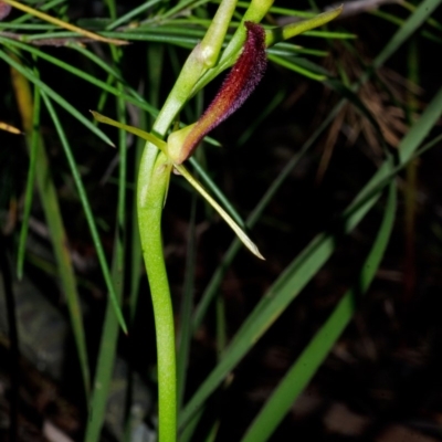 Cryptostylis hunteriana (Leafless Tongue Orchid) at Tomerong, NSW - 1 Dec 2014 by AlanS