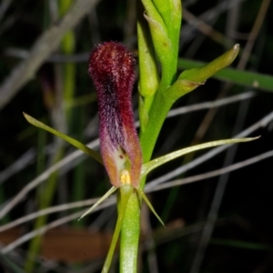 Cryptostylis hunteriana at Tomerong, NSW - suppressed