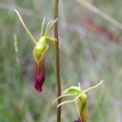 Cryptostylis subulata (Cow Orchid) at Basin View, NSW - 8 Dec 2014 by AlanS