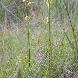 Cryptostylis subulata at Basin View, NSW - suppressed