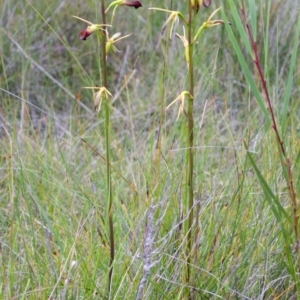 Cryptostylis subulata at Basin View, NSW - suppressed