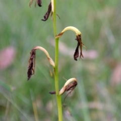 Cryptostylis subulata at Basin View, NSW - suppressed