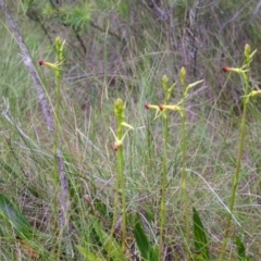 Cryptostylis subulata at Basin View, NSW - suppressed