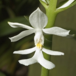 Calanthe triplicata at Termeil, NSW - suppressed