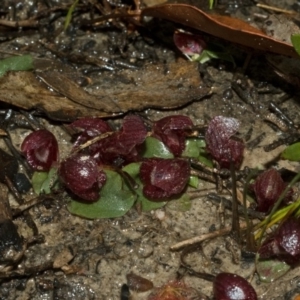 Corybas undulatus at Wollumboola, NSW - 12 Jun 2011