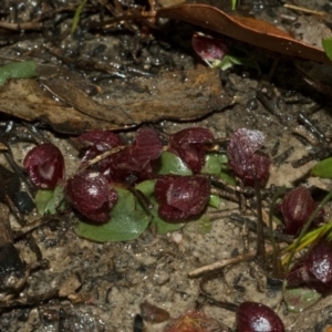 Corybas undulatus at Wollumboola, NSW - suppressed