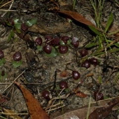 Corybas undulatus at Wollumboola, NSW - 12 Jun 2011