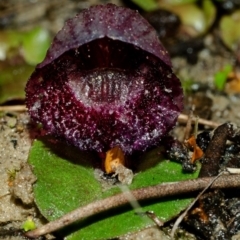 Corybas undulatus (Tailed Helmet Orchid) at Wollumboola, NSW - 7 Jul 2012 by AlanS