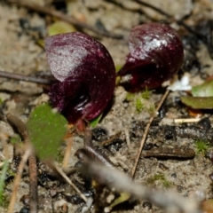 Corybas undulatus at Wollumboola, NSW - suppressed