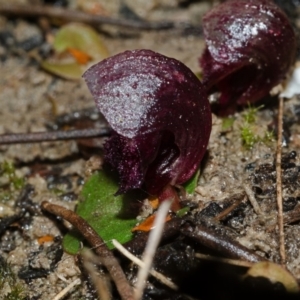 Corybas undulatus at Wollumboola, NSW - suppressed