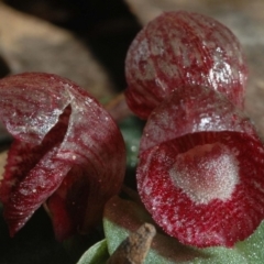 Corybas undulatus (Tailed Helmet Orchid) at Callala Beach, NSW - 12 Jun 2005 by AlanS