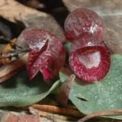 Corybas undulatus at Callala Beach, NSW - suppressed