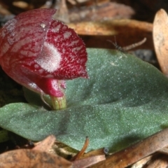 Corybas undulatus at Callala Beach, NSW - suppressed