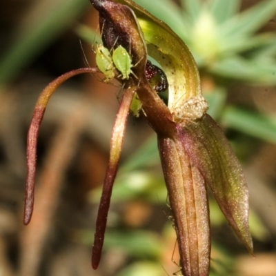 Chiloglottis sp. aff. reflexa (Autumn Wasp Orchid) at Wollumboola, NSW - 26 Feb 2008 by AlanS