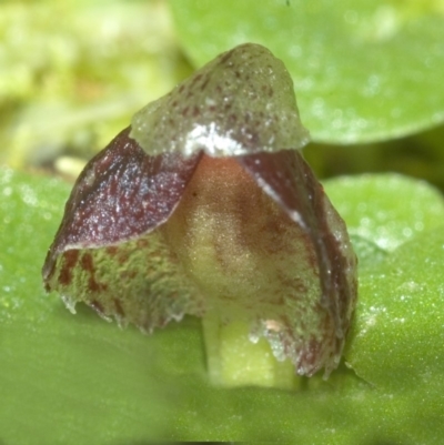 Corybas undulatus (Tailed Helmet Orchid) at Vincentia, NSW - 4 Jul 2011 by AlanS