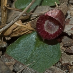 Corybas undulatus (Tailed Helmet Orchid) at Vincentia, NSW - 4 Jul 2011 by AlanS
