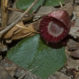 Corybas undulatus at Vincentia, NSW - suppressed