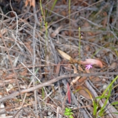 Caleana major (Large Duck Orchid) at Myola, NSW - 27 Sep 2013 by AlanS