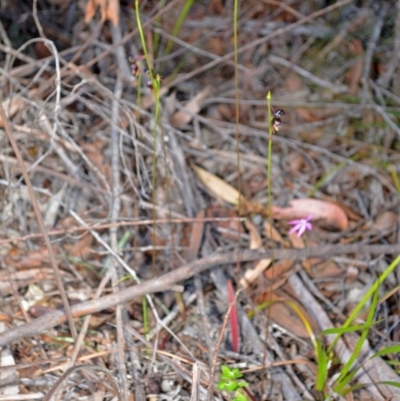 Caleana major (Large Duck Orchid) at Callala Creek Bushcare - 26 Sep 2013 by AlanS