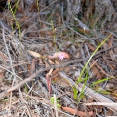 Caleana major at Myola, NSW - 27 Sep 2013