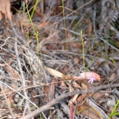 Caleana major at Myola, NSW - 27 Sep 2013