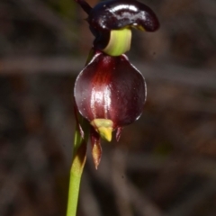 Caleana major at Myola, NSW - 27 Sep 2013