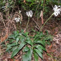 Calanthe triplicata (Christmas Orchid) at Termeil State Forest - 30 Jan 2015 by AlanS