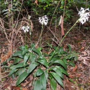 Calanthe triplicata at Termeil, NSW - 31 Jan 2015