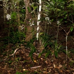 Calanthe triplicata at Termeil, NSW - 31 Jan 2015