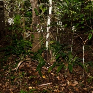 Calanthe triplicata at Termeil, NSW - 31 Jan 2015