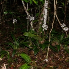 Calanthe triplicata at Termeil, NSW - suppressed