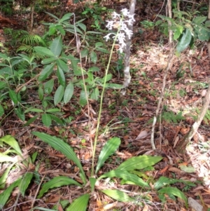 Calanthe triplicata at Termeil, NSW - suppressed