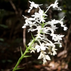 Calanthe triplicata at Termeil, NSW - suppressed