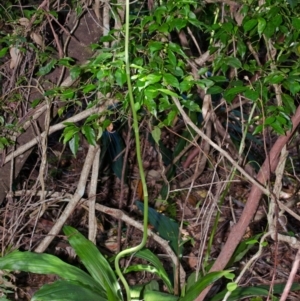 Calanthe triplicata at Termeil, NSW - suppressed